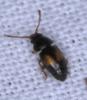 Kateretes pusillus